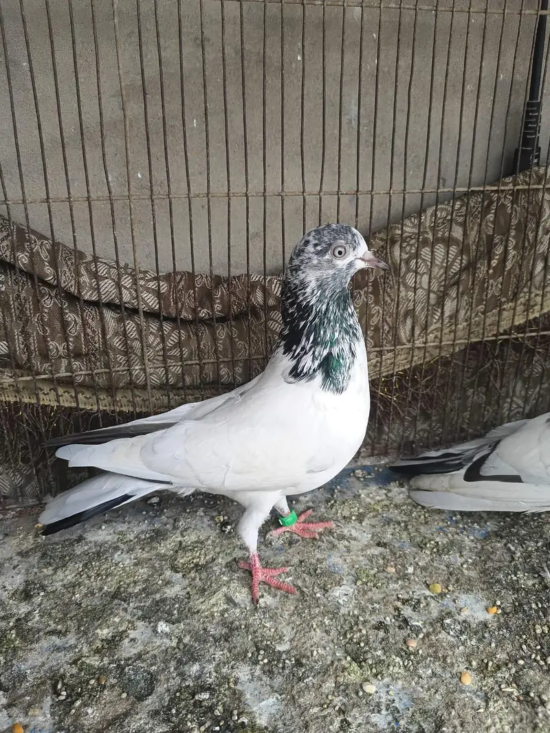 goldan . kaldume . Patti wale mix kobtar — photo 5