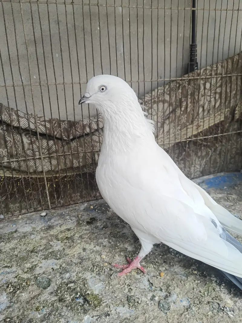 goldan . kaldume . Patti wale mix kobtar — photo 7