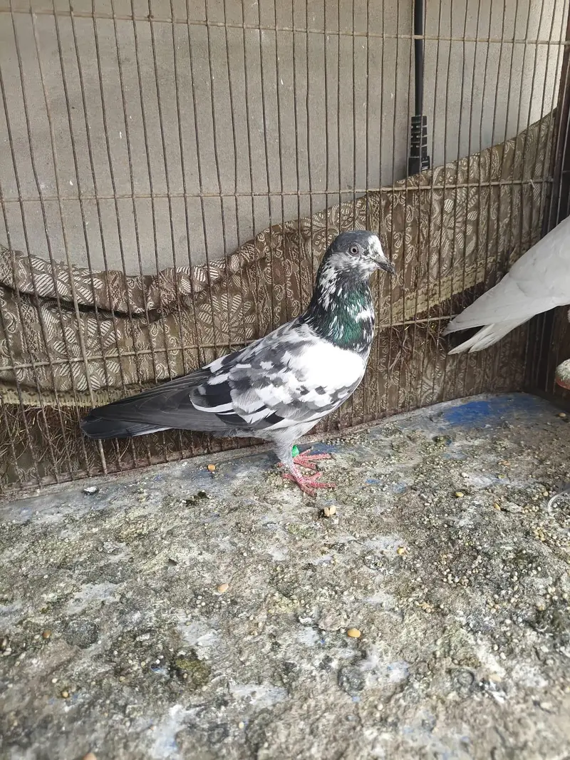 goldan . kaldume . Patti wale mix kobtar — photo 10