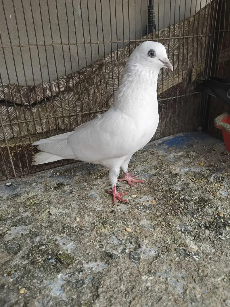 goldan . kaldume . Patti wale mix kobtar — photo 11