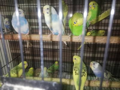 budgies / love birds