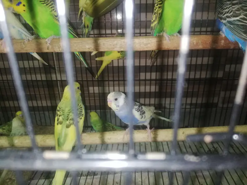 budgies / love birds — photo 3