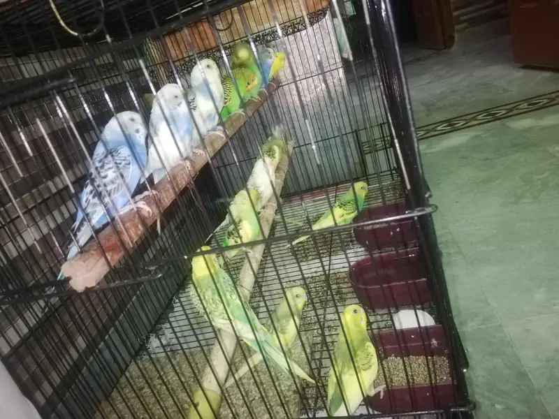 budgies / love birds — photo 6