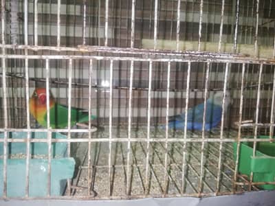love birds