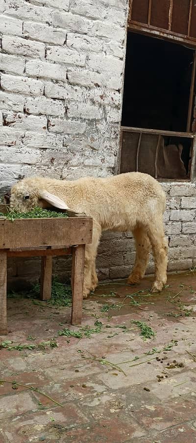 3.5 Month Old Healthy White Chatra for Sale –Active Quality