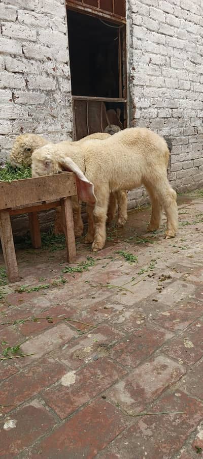 3.5 Month Old Healthy White Chatra for Sale –Active Quality