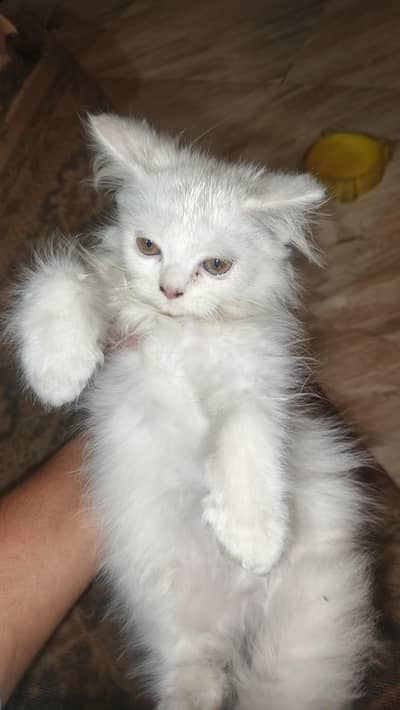 persian