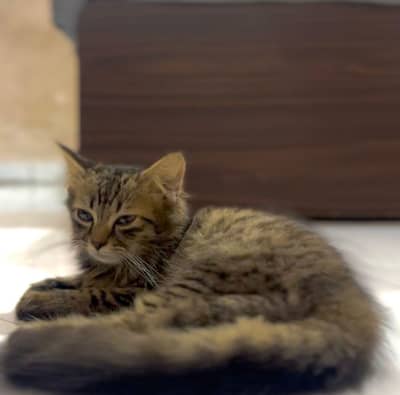 Persian Cat male
