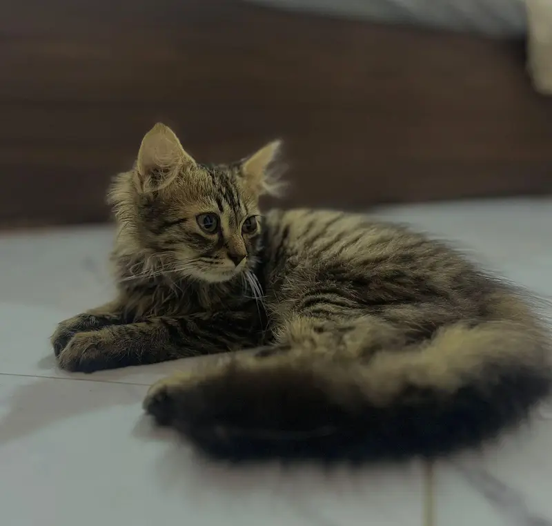 Persian Cat male — photo 2