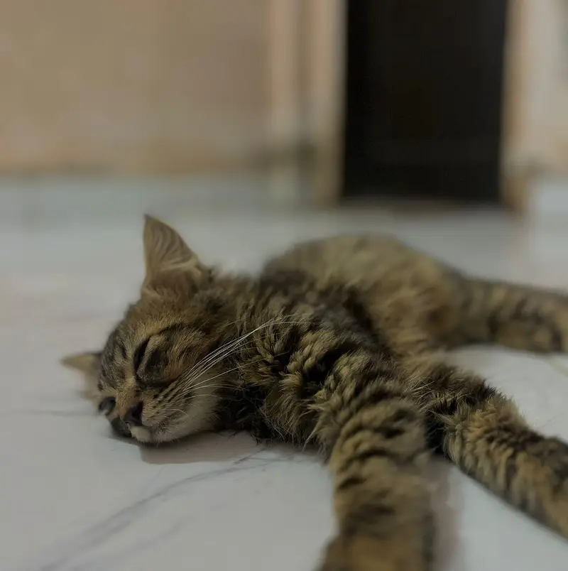 Persian Cat male — photo 3