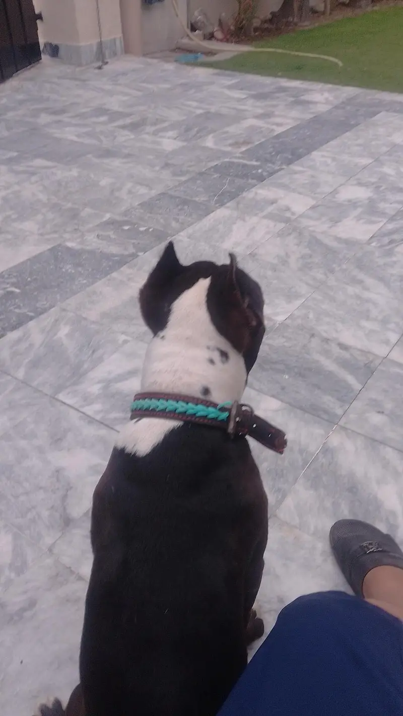 pure pitbull — photo 2