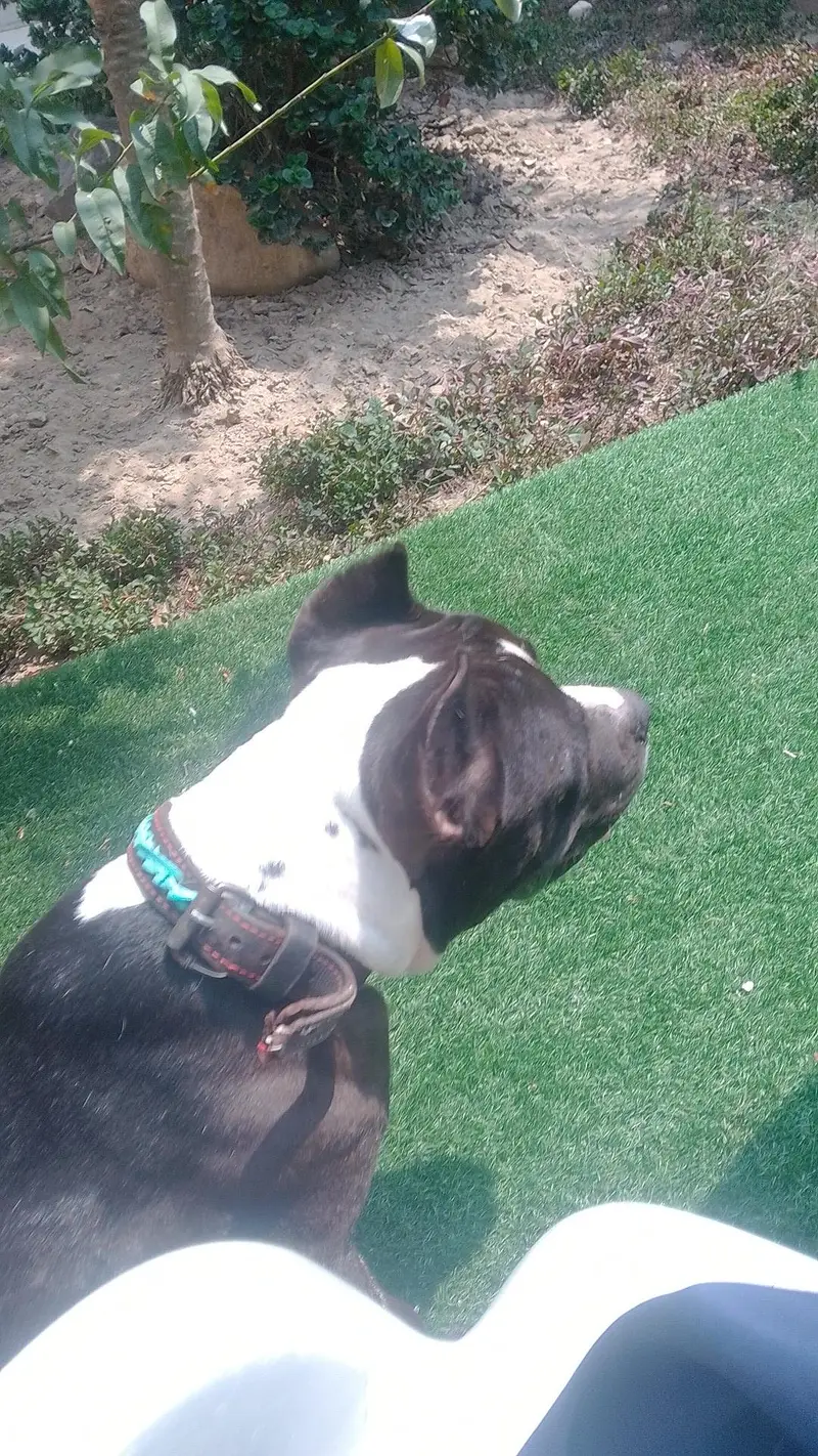 pure pitbull — photo 3