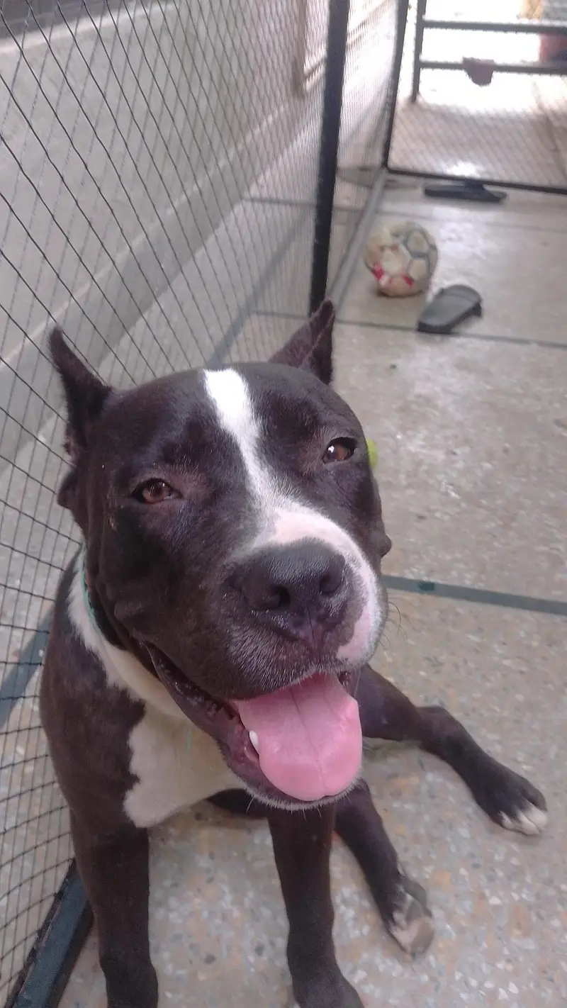 pure pitbull — photo 4