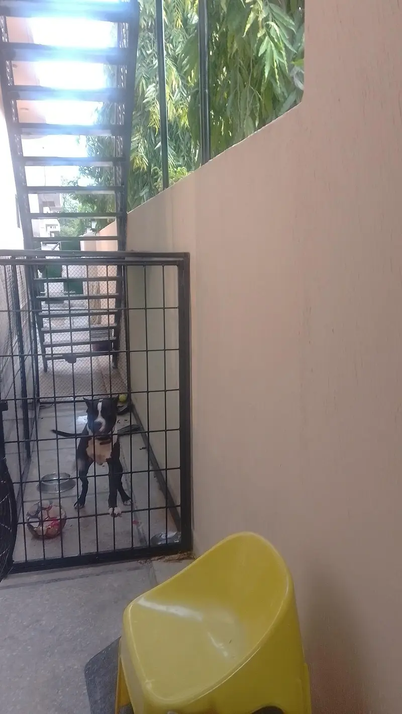 pure pitbull — photo 5