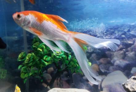 Shubunkin gold  fish
