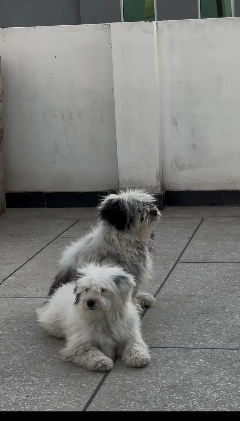 Shihtzu dog for sale /dogs for sale — photo 3