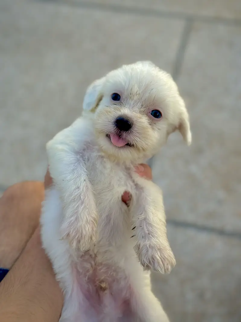 Shihtzu dog for sale /dogs for sale — photo 5