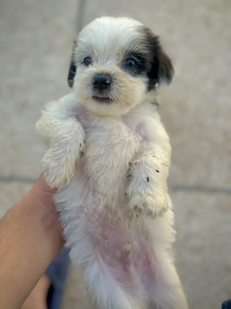 Shihtzu dog for sale /dogs for sale — photo 6