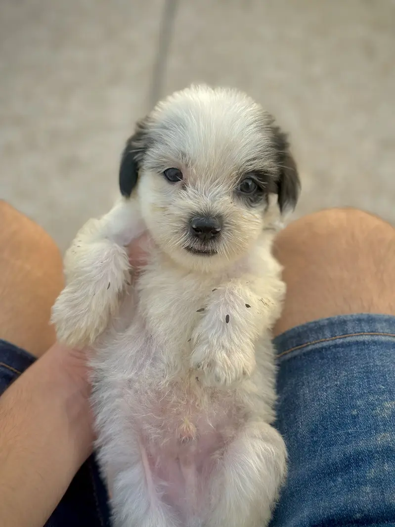 Shihtzu dog for sale /dogs for sale — photo 7
