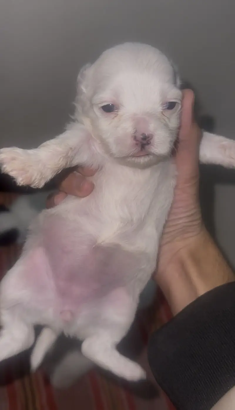 Shihtzu dog for sale /dogs for sale — photo 8