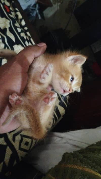 Persian cat & kitten@ Persian cat@ cat@ Siamese@ mother Nursing cat
