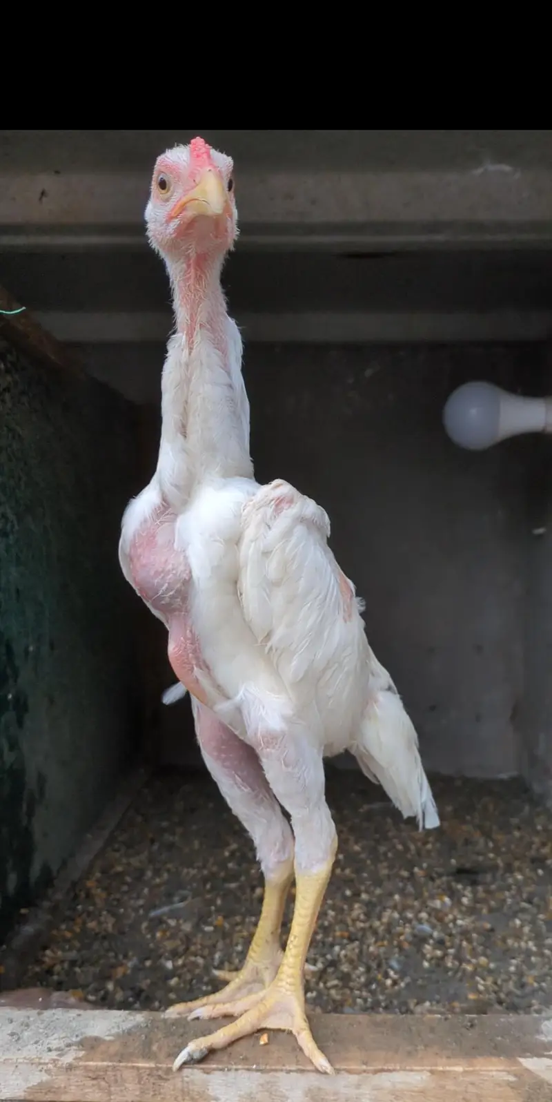 white shamo male/shamo male/ king shamo male/shamo chicks — photo 2