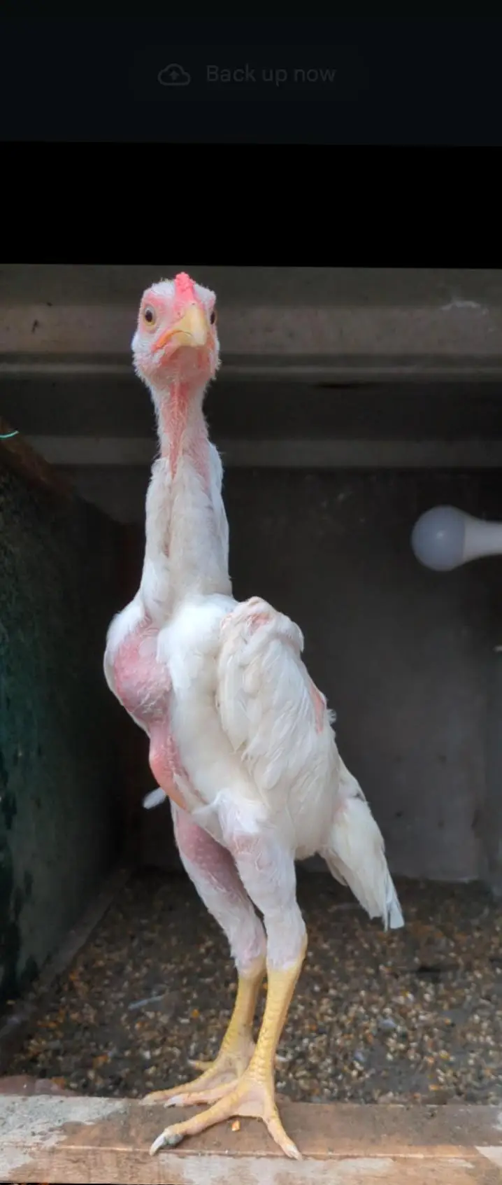 white shamo male/shamo male/ king shamo male/shamo chicks — photo 3