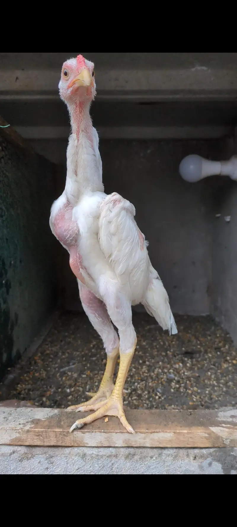 white shamo male/shamo male/ king shamo male/shamo chicks — photo 4