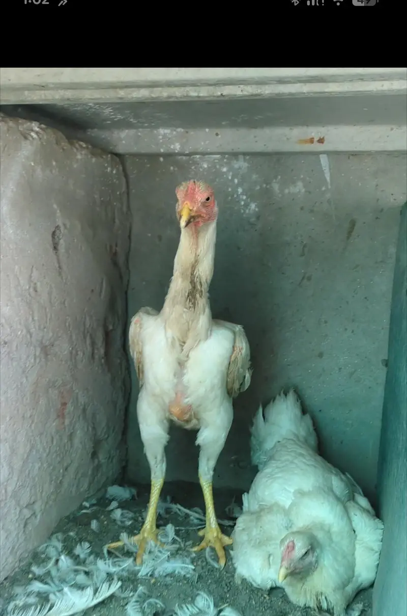 white shamo male/shamo male/ king shamo male/shamo chicks — photo 5