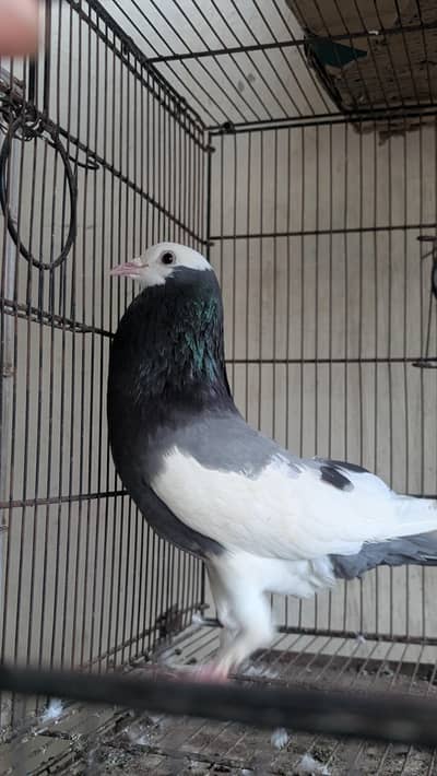 Some Fancy Pigeons Available