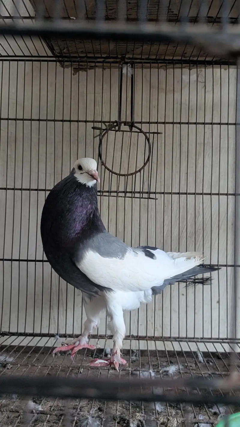 Some Fancy Pigeons Available — photo 2