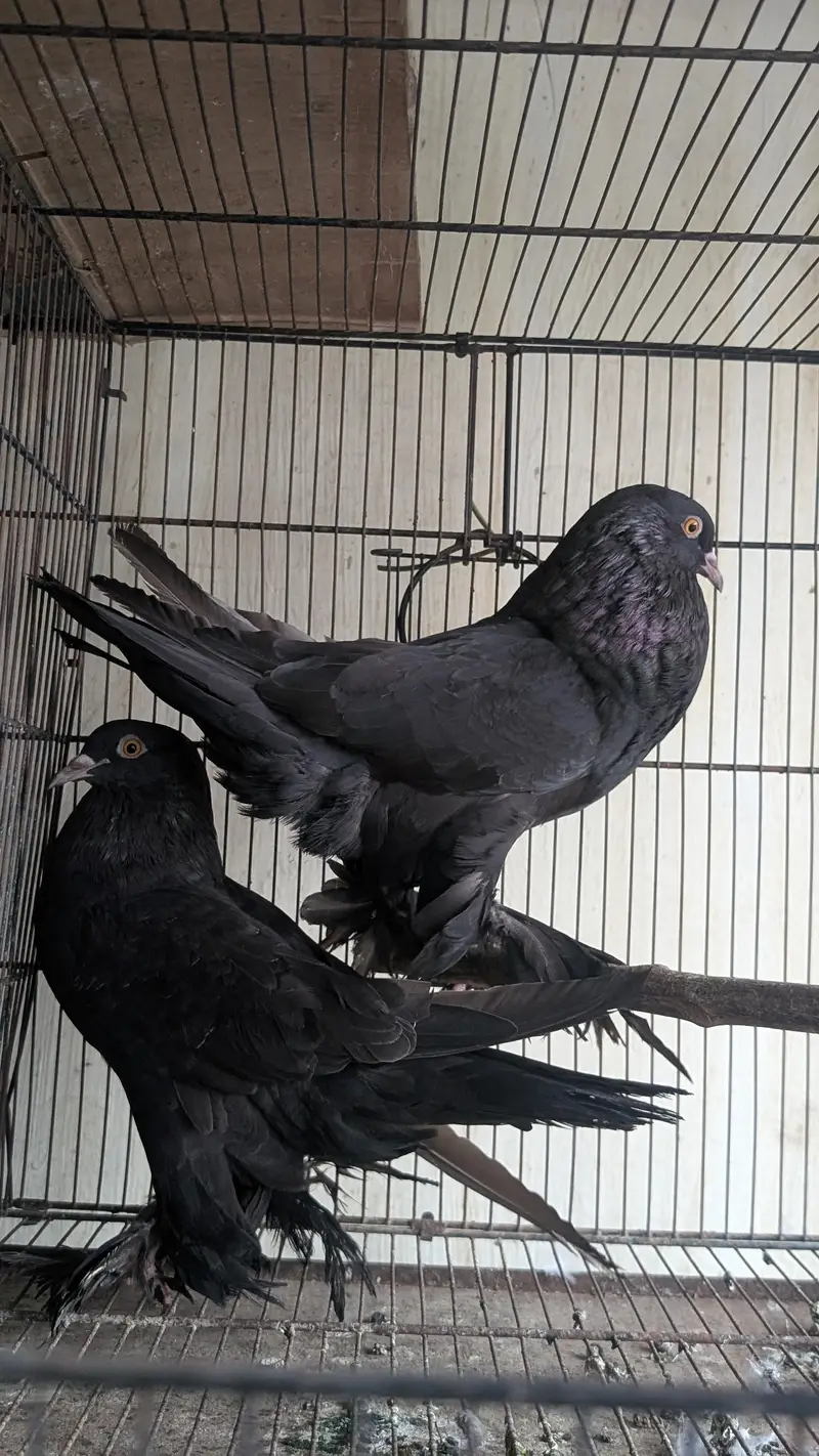 Some Fancy Pigeons Available — photo 3