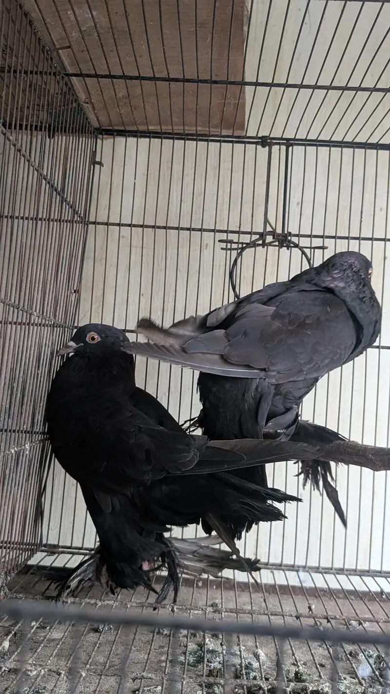 Some Fancy Pigeons Available — photo 4