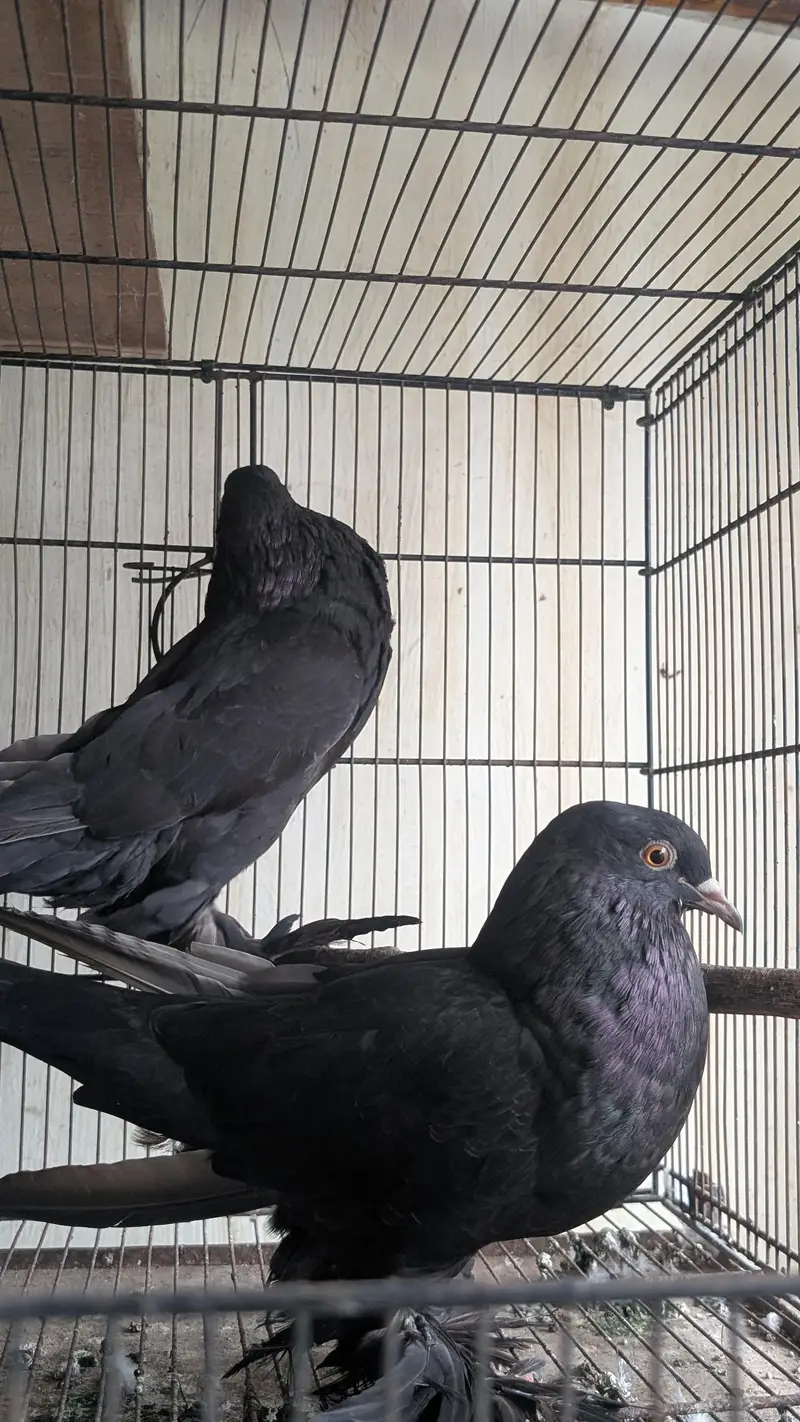 Some Fancy Pigeons Available — photo 5