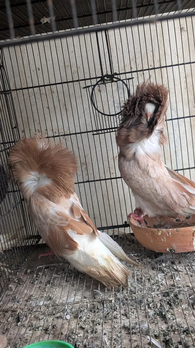 Some Fancy Pigeons Available — photo 6