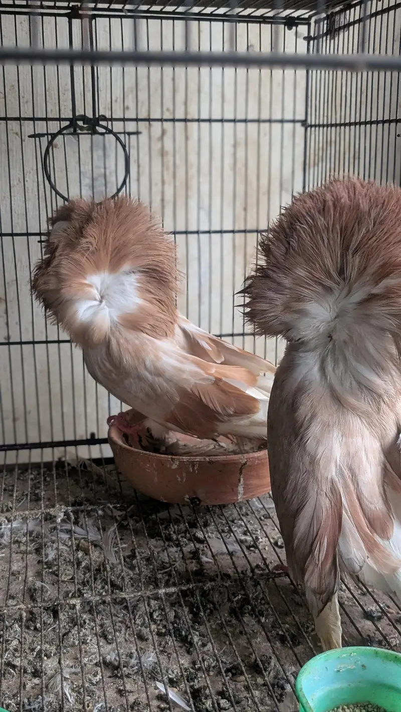 Some Fancy Pigeons Available — photo 7
