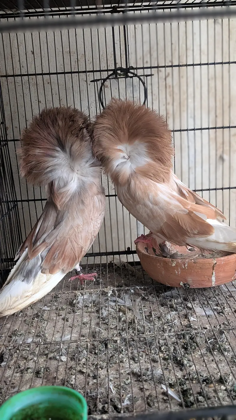 Some Fancy Pigeons Available — photo 8