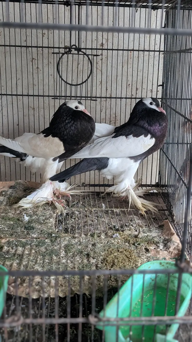 Some Fancy Pigeons Available — photo 9