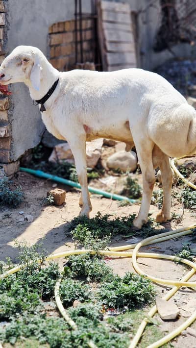 Sheep For Sale very Healthy age in one year old