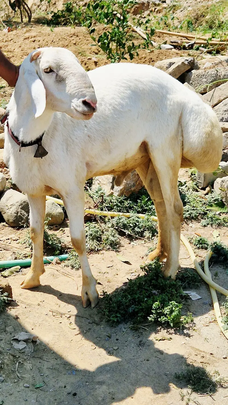 Sheep For Sale very Healthy age in one year old — photo 2