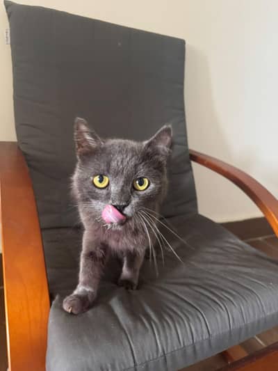 British Shorthair Cat