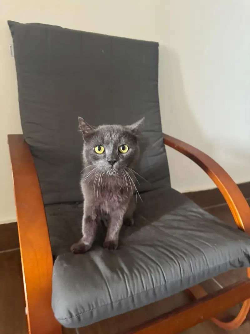British Shorthair Cat — photo 2