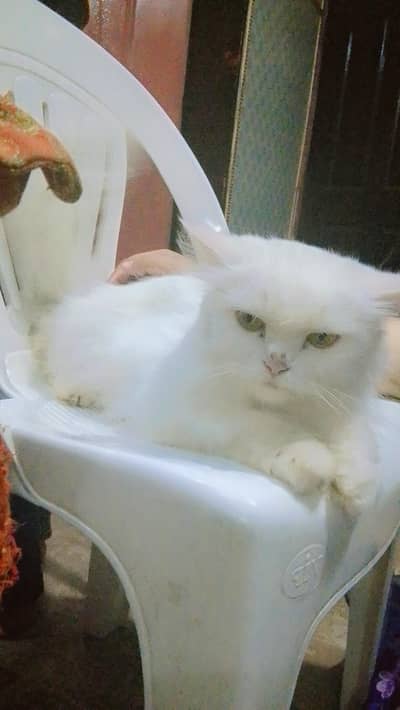 Persian cat triple cottage male and female
