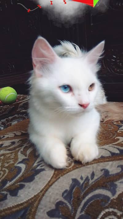 2 Persian cuple cat age 5 month male and femal