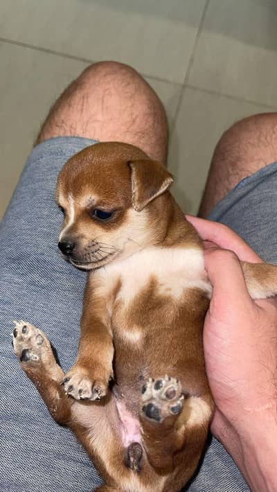 chiwawa