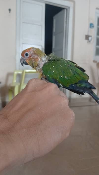 Sun conure and ring neck chick
