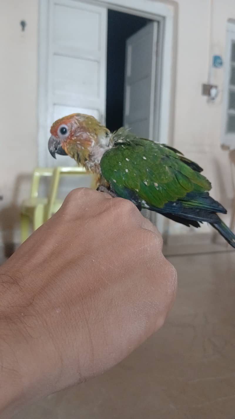 Sun conure chick 0