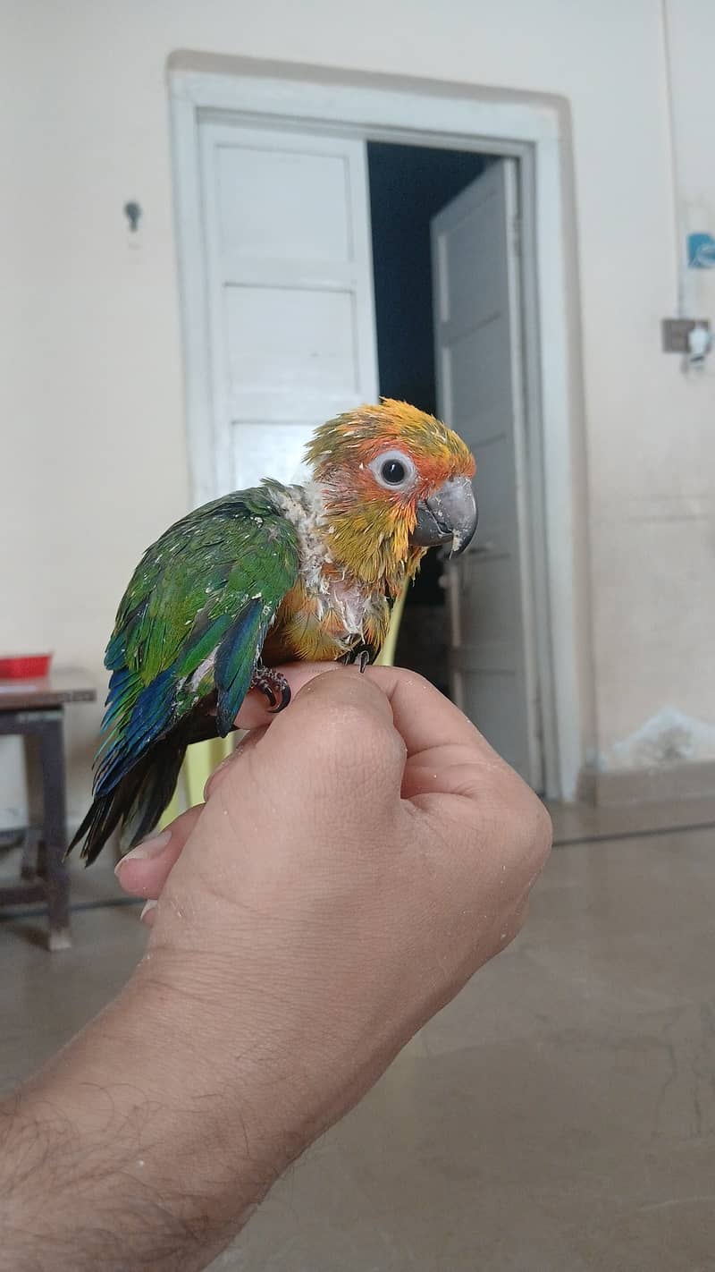 Sun conure chick 1