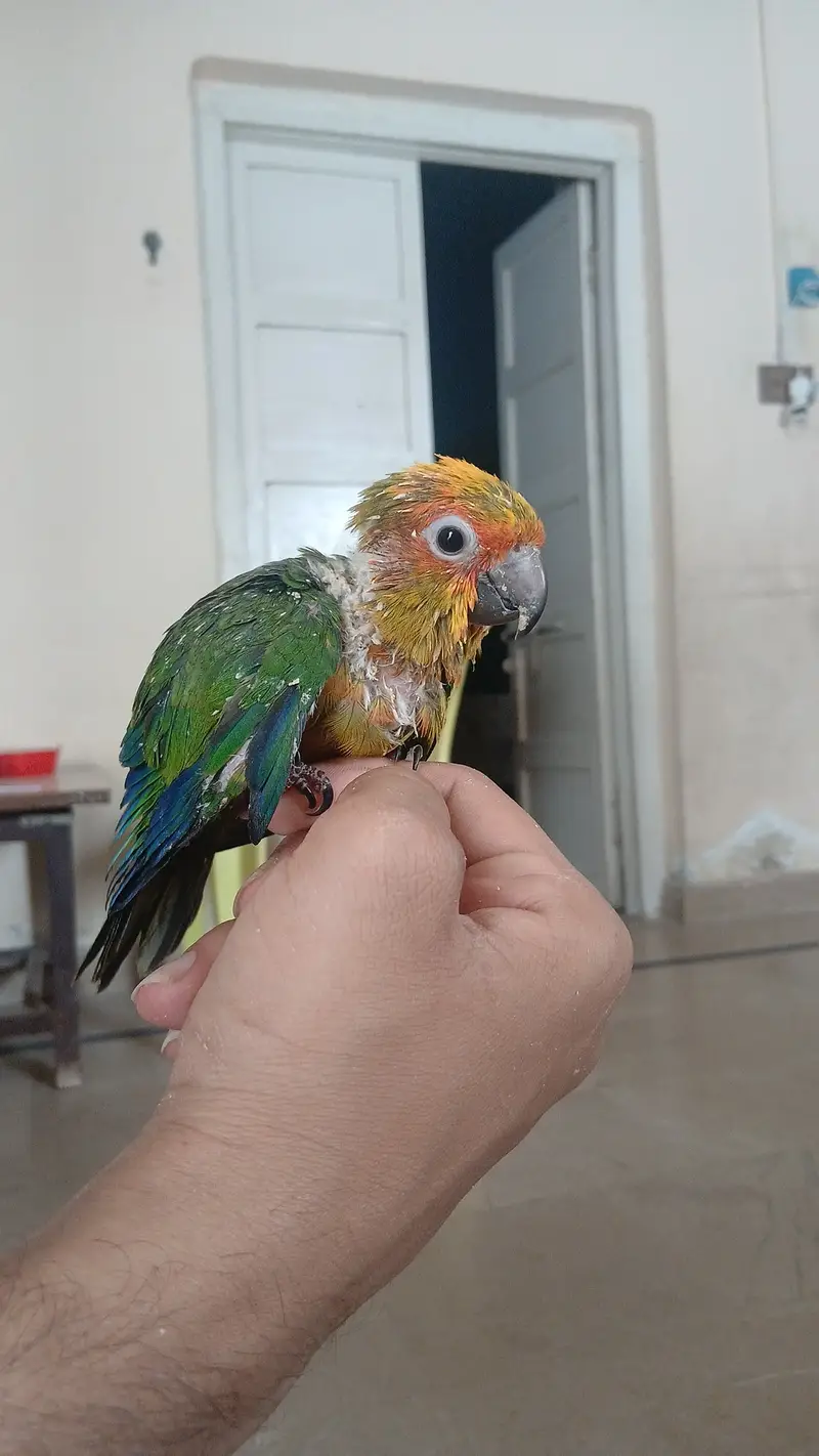 Sun conure and ring neck chick — photo 2
