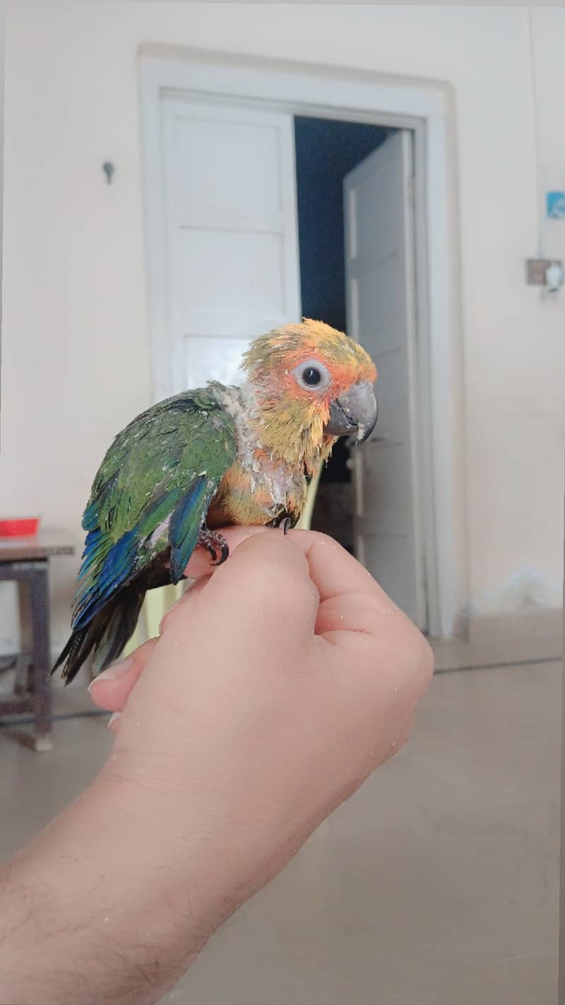 Sun conure chick 2